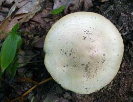 This dry cap has an umbo (a raised bump in the center). 